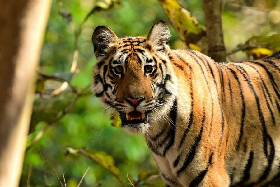 Golden Triangle Tour with Ranthambore